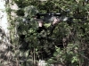 L1020784R1SnipersP.jpg